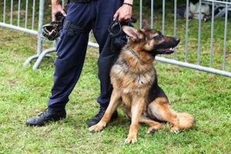 Illinois drug sniffing dog laws, Rolling Meadows Criminal Defense Attorney